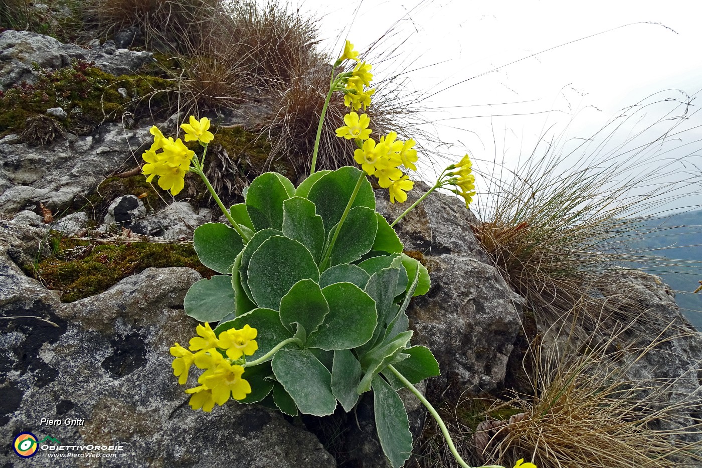 65 Primula orecchia d'orso (Primula auricola),.JPG -                                